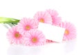 Gerbera flowers and a card Royalty Free Stock Photo