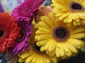 Gerbera flowers