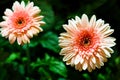 Gerbera flowers in garden with blur green leave background Royalty Free Stock Photo