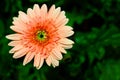 Gerbera flowers in garden with blur green leave background Royalty Free Stock Photo