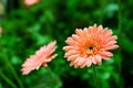 Gerbera flowers in garden with blur green leave background Royalty Free Stock Photo