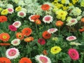 GERBERA FLOWERS