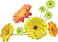 Gerbera flowers - greeting card graceful bouquet, yellow, orange