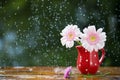 Gerbera flowers in jug with polka dots under the rain with natural green background outdoors Royalty Free Stock Photo