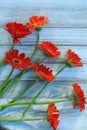 Orange Gerbera flowers flat lay on white wooden background. Royalty Free Stock Photo