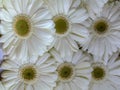 Gerbera flowers pattern on the market Royalty Free Stock Photo