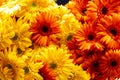 Gerbera flowers pattern on the Market Royalty Free Stock Photo