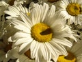 Gerbera flowers pattern on the market Royalty Free Stock Photo