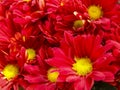 Gerbera flowers pattern on the market Royalty Free Stock Photo