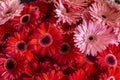 Gerbera flowers pattern on the Market Royalty Free Stock Photo