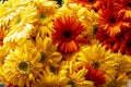 Gerbera flowers pattern on the Market Royalty Free Stock Photo