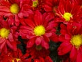 Gerbera flowers pattern on the market Royalty Free Stock Photo