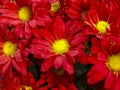 Gerbera flowers pattern on the market Royalty Free Stock Photo