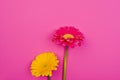 Gerbera. Flowers on a yellow background. Minimalism concept in pop art style, Royalty Free Stock Photo