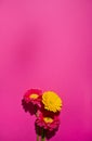 Gerbera. Flowers on a pink background. Minimalism concept in pop art style, poster with free space for text. Creative Royalty Free Stock Photo