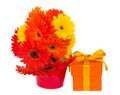 Gerbera flowers in pot with gift box Royalty Free Stock Photo