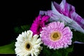 Gerbera flowers in three color isolated. Royalty Free Stock Photo