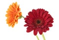 Gerbera flowers in water drops, white background Royalty Free Stock Photo