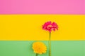 Gerbera. Flowers on a yellow background. Minimalism concept in pop art style, Royalty Free Stock Photo