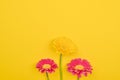 Gerbera. Flowers on a yellow background. Minimalism concept in pop art style, Royalty Free Stock Photo