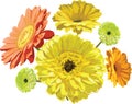 Gerbera flowers yellow, orange and green painted vector isolated