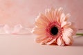 Gerbera fresh flower closeup over pink background. Feminine greeting card