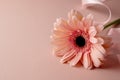 Gerbera fresh flower closeup over pink background. Feminine greeting card