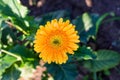 Gerbera In The Garden