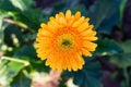 Gerbera In The Garden