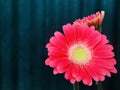 Gerbera Garvinea, Gerbera Jamesonii, with green background.