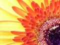 A Gerbera Garvinea capitulum in closeup view