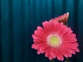 Gerbera Garvinea, Gerbera Jamesonii, with dim green background.