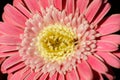 Gerbera Garvinea Sweet Surprise in Bloom