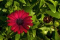 Red african daisy (gerbera) flowers in garden Royalty Free Stock Photo