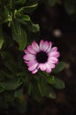 Gerbera genus of plants in the Asteraceae (daisy family),