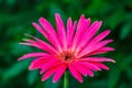 Gerbera is a genus of plants in the daisy family.Gerbera species bear a large capitulum with striking, two-lipped ray florets