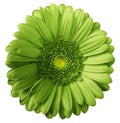 Gerbera green flower on white isolated background with clipping path. no shadows. Closeup. Royalty Free Stock Photo