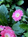 Gerbera hybrid cultivar Garvinea 'Sweet Memories' with light pink rays broad white center