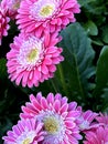 Gerbera hybrid cultivar Garvinea 'Sweet Memories' with light pink rays broad white center