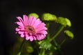 Single gerbera Royalty Free Stock Photo