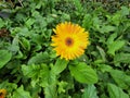 Gerbera jamesonii is a beautiful flowering herbaceous plant. Royalty Free Stock Photo