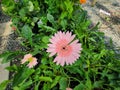 Gerbera jamesonii is a beautiful flowering herbaceous plant. Royalty Free Stock Photo