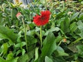 Gerbera jamesonii is a beautiful flowering herbaceous plant. Royalty Free Stock Photo