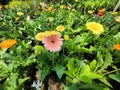 Gerbera jamesonii is a beautiful flowering herbaceous plant. Royalty Free Stock Photo