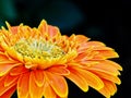 Gerbera jamesonii closeup