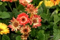 Gerbera jamesonii 'Flori Line Midi Bicolor'