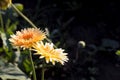 Gerbera jamesonii in flower