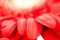 Gerbera jamesonii - red beautiful flower Royalty Free Stock Photo