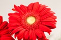 Gerbera jamesonii - red beautiful flower Royalty Free Stock Photo