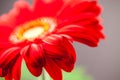 Gerbera jamesonii - red beautiful flower Royalty Free Stock Photo